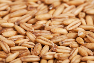 Grain of oats forming a background, side view