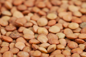 Macro of lentil pulse nut (lens culinaris) - side view