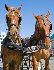 Horses in Berlin