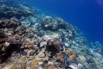 Plakat Кораллы