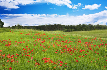 field of red poppies
