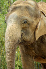 Naklejka premium Asiatischer Elefant