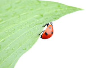 ladybug on leaf