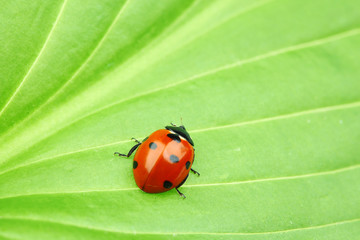 ladybug on leaf