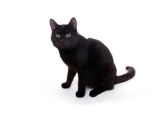 Katze