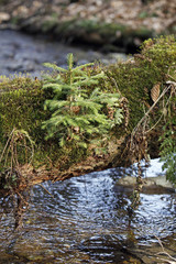 Ungünstiger Platz für einen jungen Nadelbaum