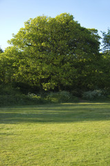 Green tree blue sky