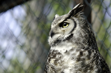 grand duc