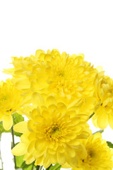 Fototapeta premium Yellow chrysanthemums