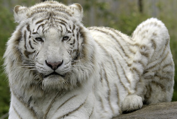 tigre blanc