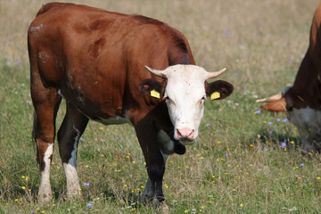Brown with white head cow