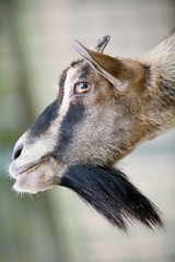 Goat's portrait