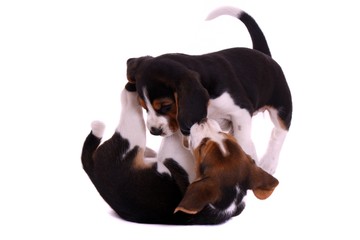 zwei spielende Beagle Welpen