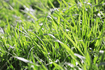 background consisting of juicy green grass on the field