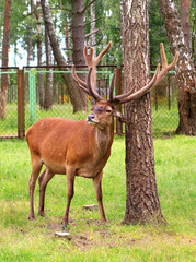 Deer with horns in Berezinsky reserve