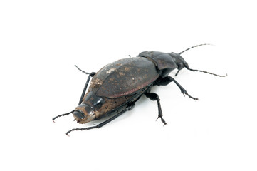 Beetle
