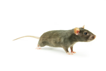 rat