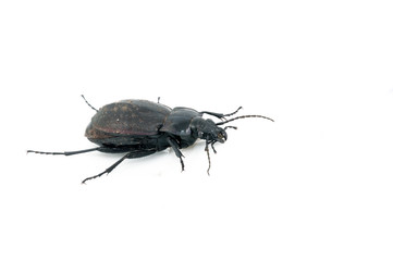 Beetle