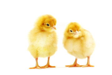 Fototapeta premium chicken