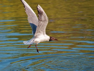 A bird in flight