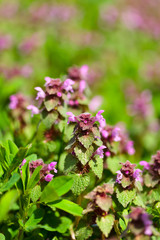 Dead nettle leaves and flowers