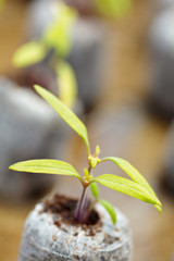 Tomato seedling in peat balls