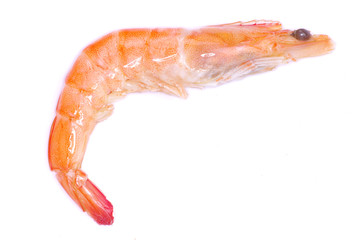 shrimp