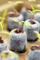 Tomato seedling in peat balls