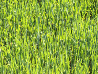 Getreideanbau im Frühjahr