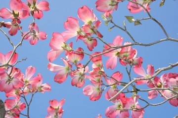 ハナミズキと青空