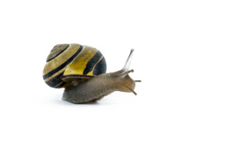 Snail