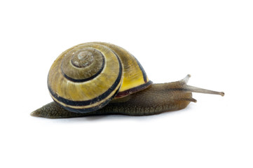 Snail
