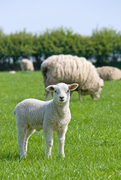 Lamb looking at you