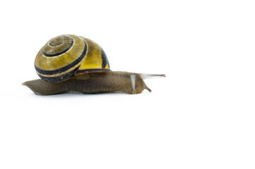 Snail