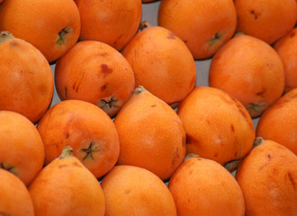 loquat