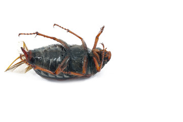 Beetle
