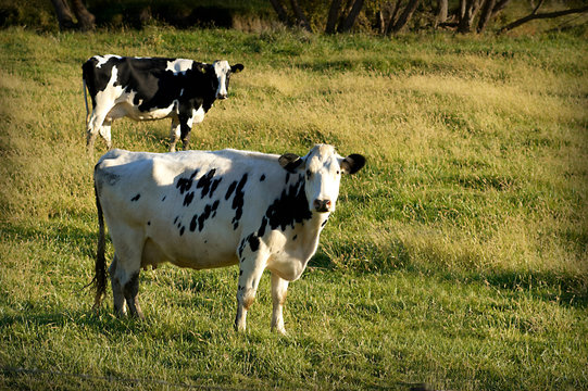Milk cows grazing in the summer sun