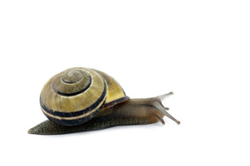 Snail