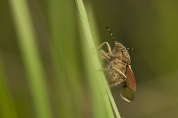 Dolycoris baccarum