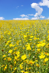 Yellow flower field.