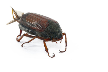 Beetle