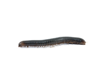 Myriapoda