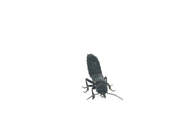Beetle