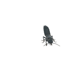 Beetle