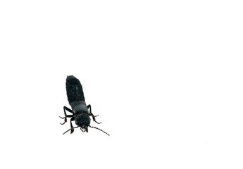 Beetle