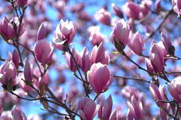 Macro of Pink magnolia flower tree on warm sunny spring morning © Paul Orr