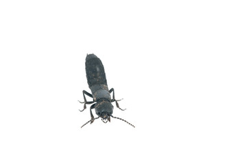 Beetle