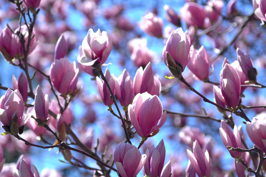 Fototapeta Macro of Pink magnolia flower tree on warm sunny spring morning