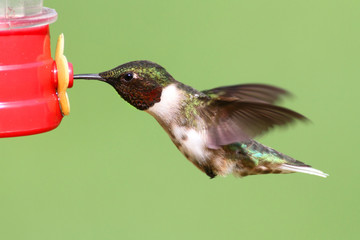 Ruby-throated Hummingbird At A Feeder