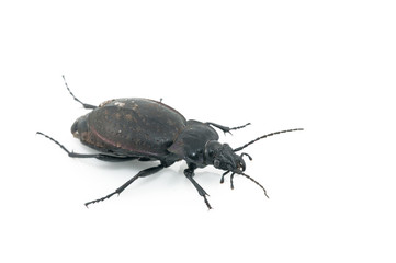 Beetle